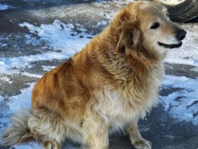 A golden retriever with thick fur. There is snow on the ground behind the dog. 