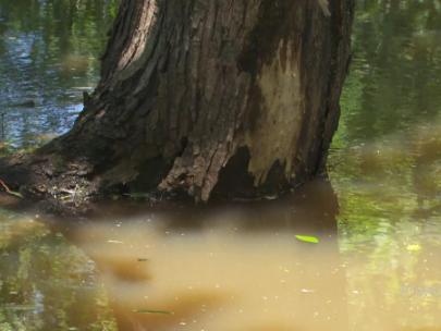 Image of a tree with a curved trunk growing in a lake.