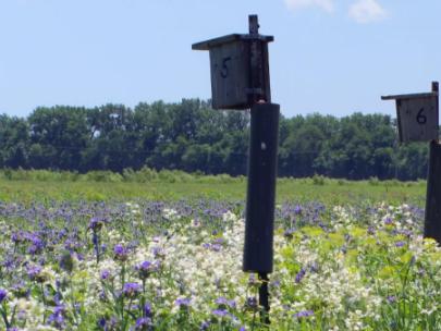 Image of bird houses in a prairie.