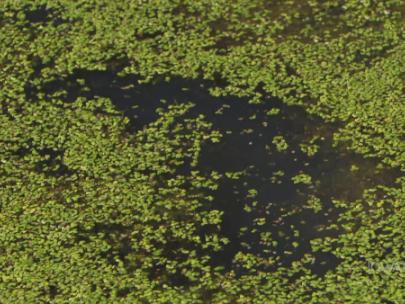 Image of duckweed in lake.