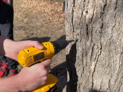 Image of person drilling into maple tree.