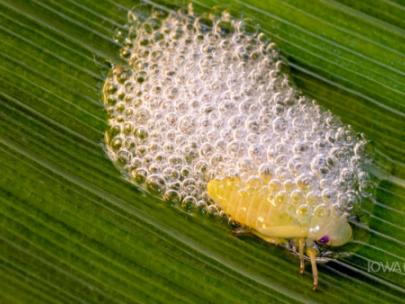 Image of a spittlebug.