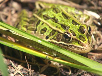 Image of a leopard frog.