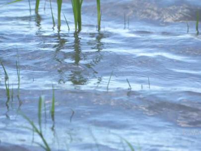 Image of lake water.