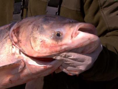 Image of a bighead carp.