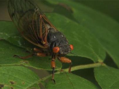 Image of cicada.