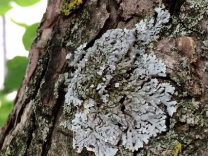 Image of lichen on tree trunk.