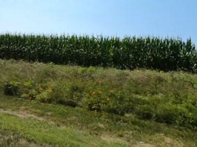 Image of cornfield alongside a road.