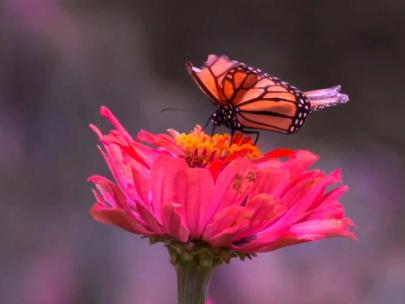 Image of a monarch butterfly on a pink flower.