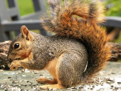 Image of fox squirrel.