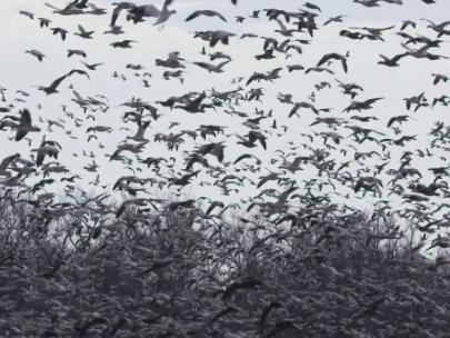 Image of a large flock of geese.