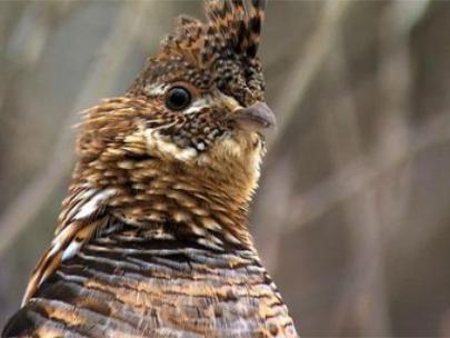 Image of a grouse.