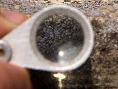 Image of person examining lichen with magnifying glass.