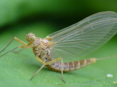 Image of a may fly.