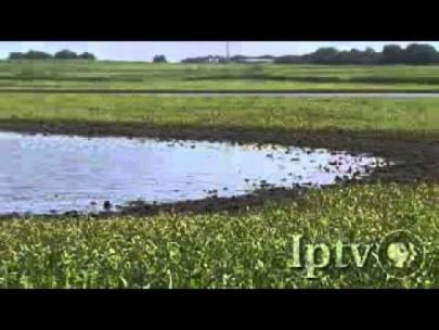 Image of flooded field.