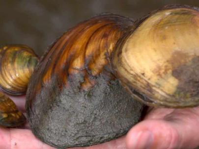 Image of several mussels being held in a hand.