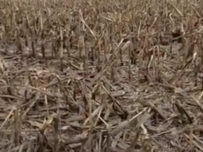 Image of field with broken corn stalks after harvest.