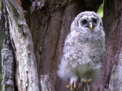 Image of an owl in a tree.