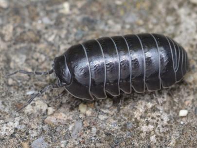 Image of a pillbug.