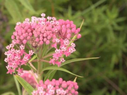 Image of swamp milkweed.