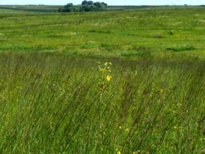 Image of a prairie.