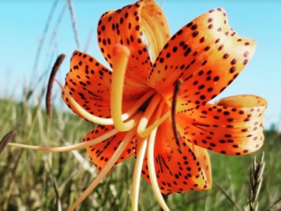 Image of orange flower.