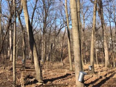 Image of maple trees with sap collection pails.