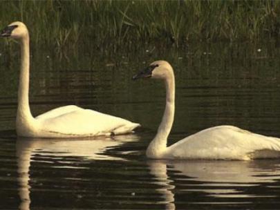 Image of trumpeter swans.