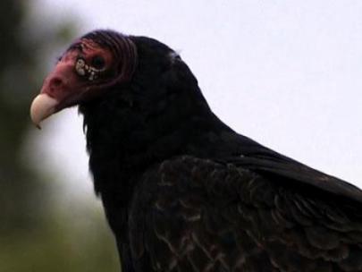 Image of a turkey vulture.