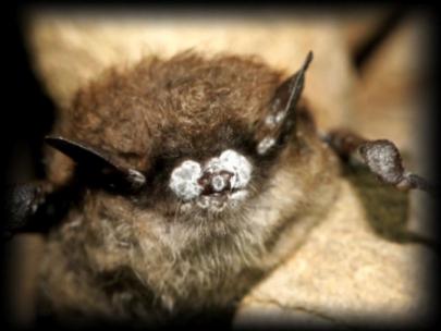 Image of bat with white nose syndrome.