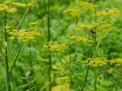 Image of wild parsnip.