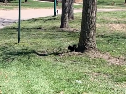 image of a black squirrel