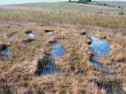 Image of an Iowa fen.