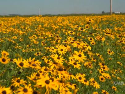 Image of field of yellow flowers.