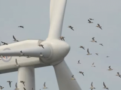 image of a bird flock flying around a commercial wind turbine