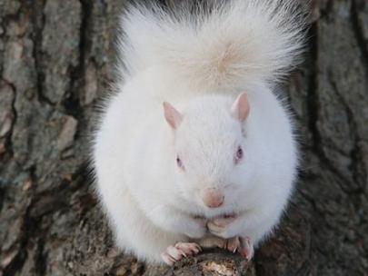 Image of an albino squirrel.