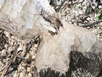 Image of fallen tree chewed by animals.