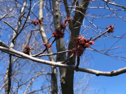 Image of buds on tree branch.