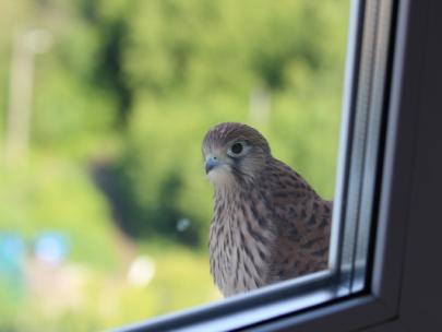 Image of bird sitting right outside a window.