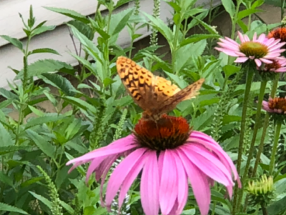 Image of butterfly on a flower.