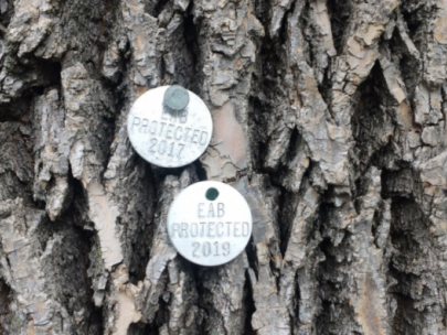 Image of tree with metal tags attached to it.