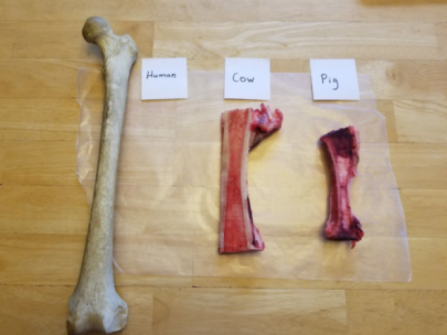 Image of human, cow, and pig femur bones.