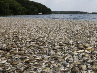 Image of several dead fish in a lake.