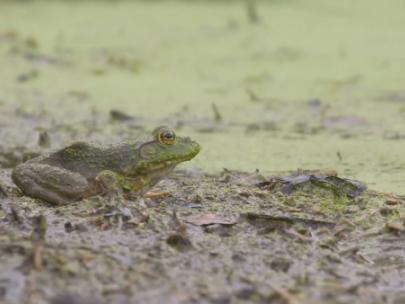 Image of a frog on a pond shore.