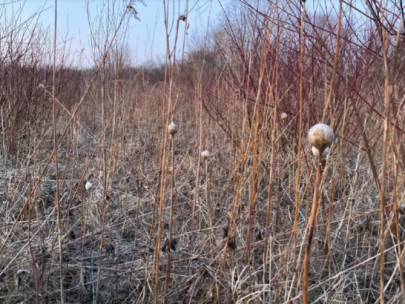 Image of white growths on goldenrod plants.