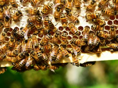 Image of several bees on their colony.