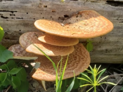 Image of mushrooms growing on a log.