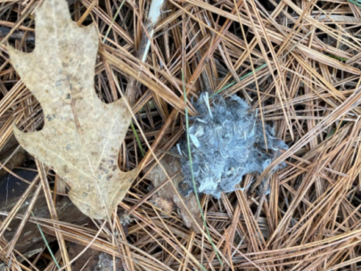 Image of owl pellet next to a leaf.