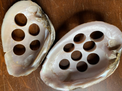 Image of shells with holes punched in them.