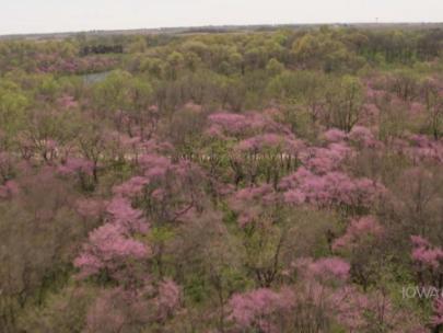 Aerial image of redbud trees in bloom.